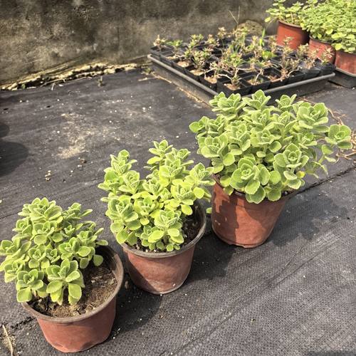 碰碰香小老桩，10厘米趣味防辐射