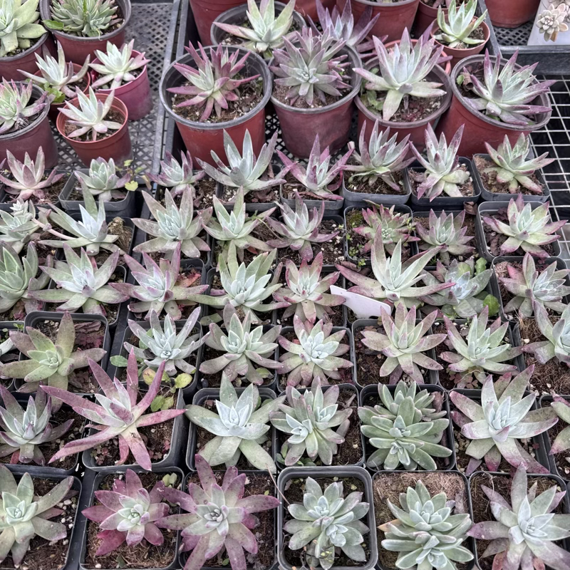 爱杜丽斯圆盆适合盆栽阳台