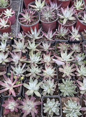 【促销款】露养仙女杯组合小苗成株海瑟杂白菊