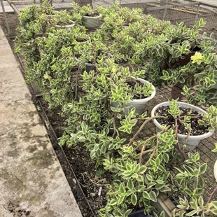 花蔓草锦吊篮垂吊植物去甲醛防辐射脱土发货全场满18包邮