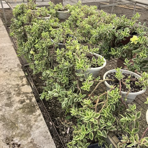 花蔓草锦开红色花吊篮垂吊植物