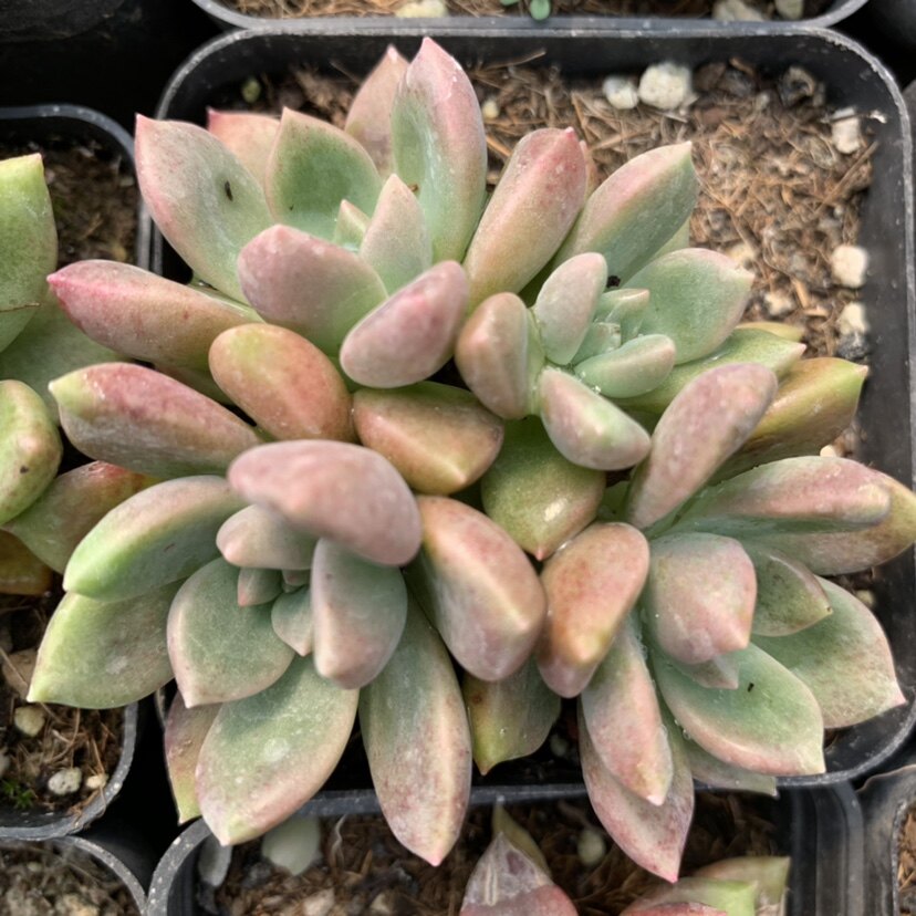 油漆桶多肉出状态血斑色全场满18元包邮