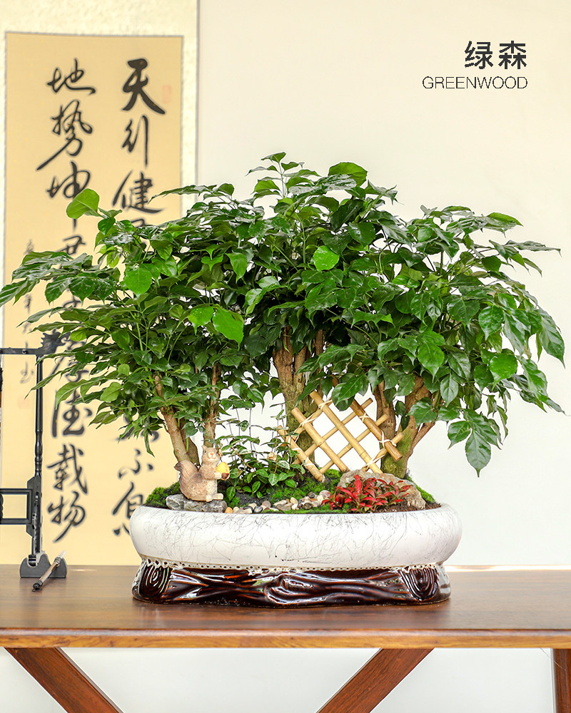 发财树盆栽幸福树绿植办公室客厅艺术盆景招财树开业乔迁送礼植物