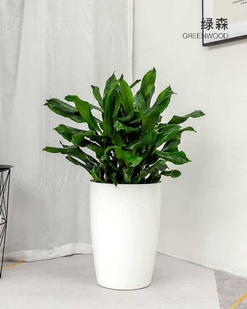 也门铁金心巴西铁盆栽螺纹铁客厅办公室前台吸甲醛四季常青