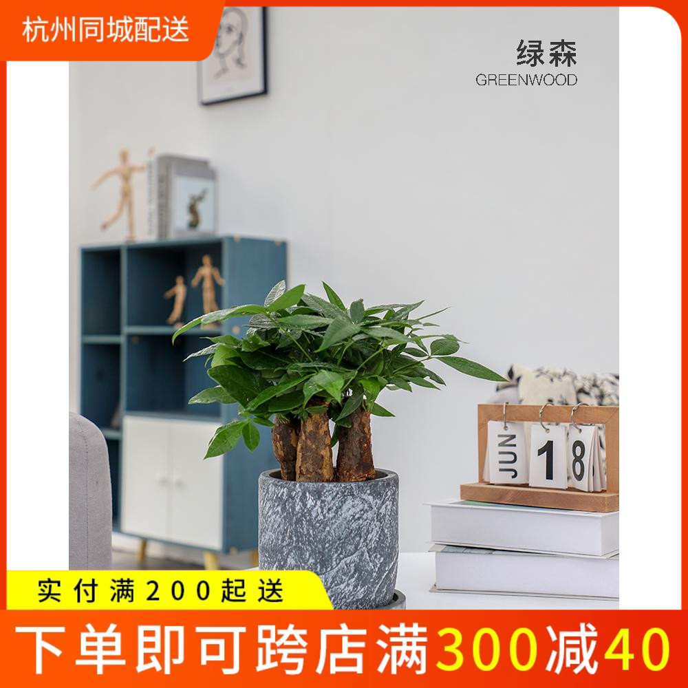 杭州绿森发财树盆栽室内办公桌四季常青桌面绿植招财发财桩