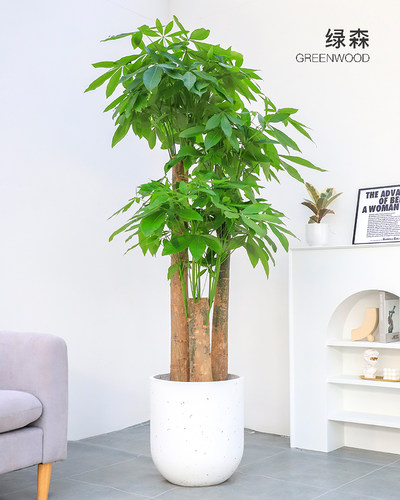 绿森绿植送礼步步高三杆发财树