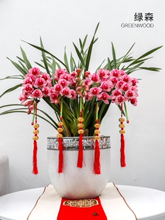绿森大花蕙兰兰花盆栽带花苞室内客厅年宵花特级花苗拱兰春节花卉