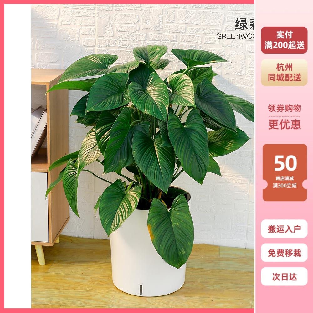 绿芙蓉盆栽大叶海芋植物室内办公室黄金年四季常青除甲醛好养耐活