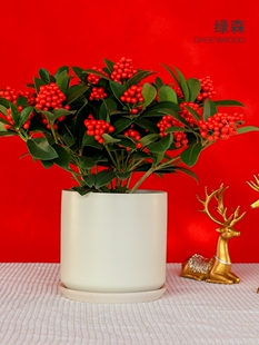 红玉珠盆栽荷兰进口红果子客厅办公桌高档植物年宵花卉冬青果