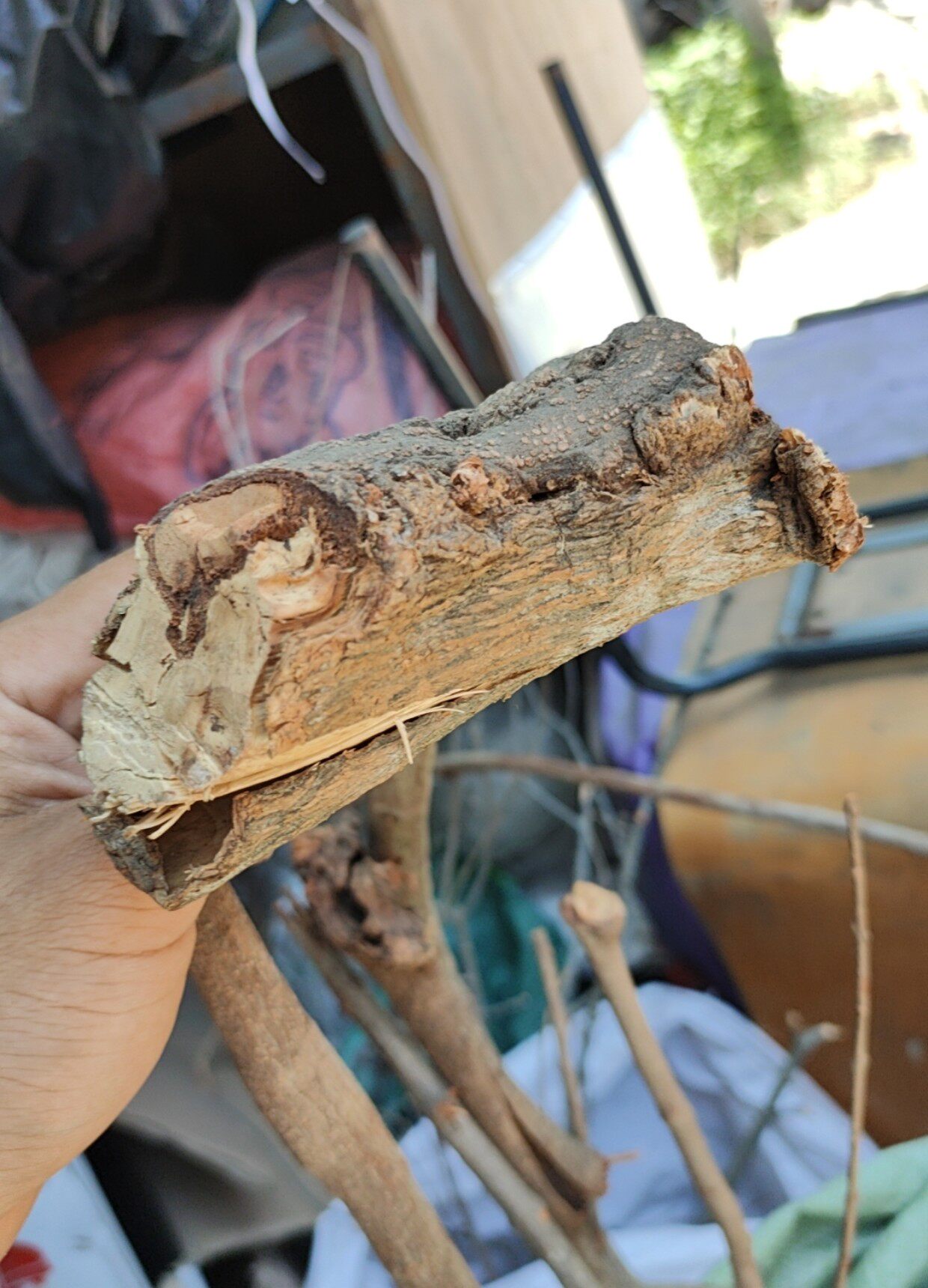 广西野生黄皮树寄生嗮干货 黄皮木寄生黄皮寄生 代客切段干品500g