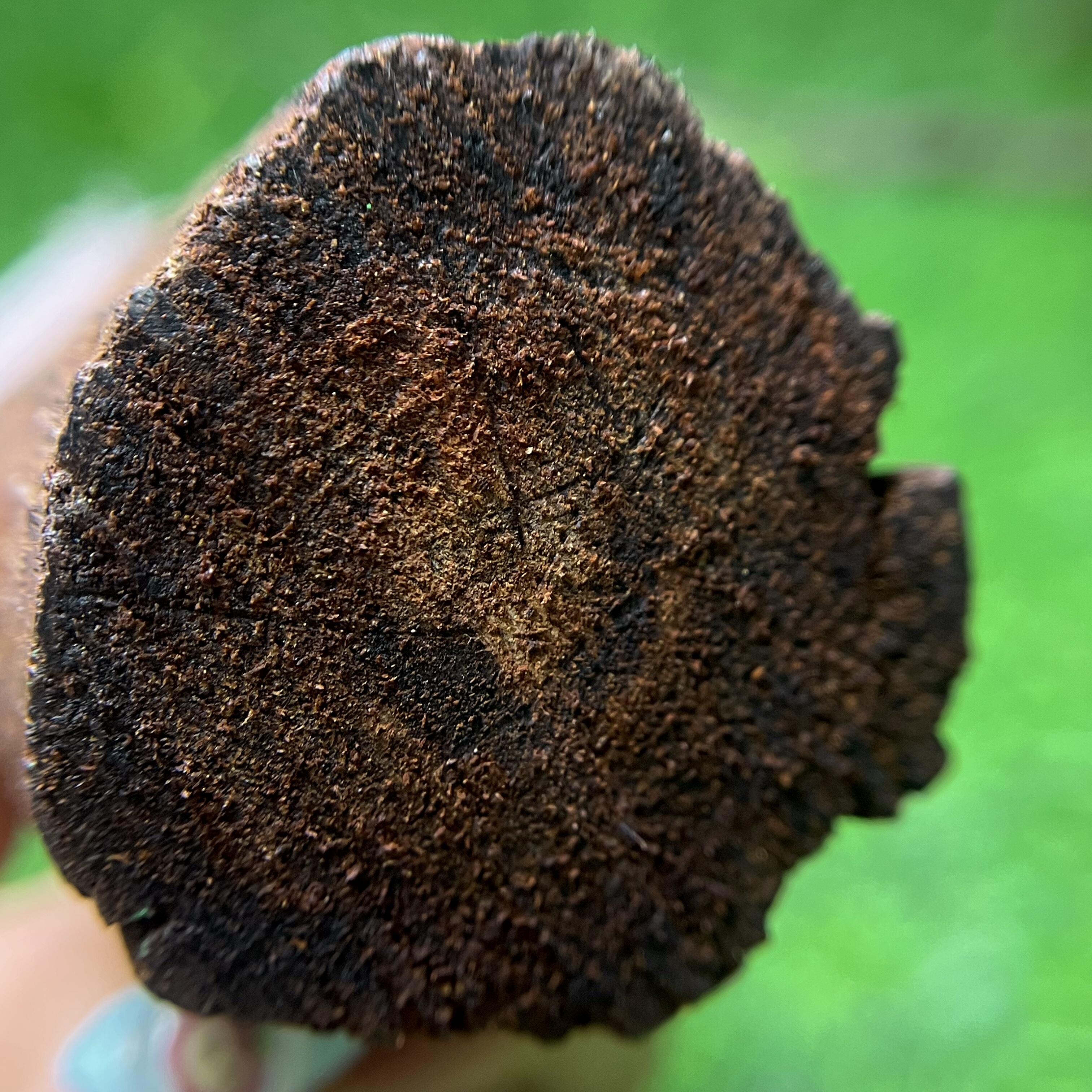 天然小叶降真香收藏级黄油高端软糖老土埋秒沉水料猫猫推荐