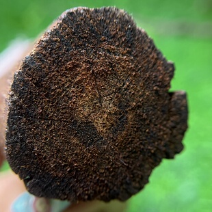 天然小叶降真香收藏级黄油高端软糖老土埋秒沉水料猫猫推荐