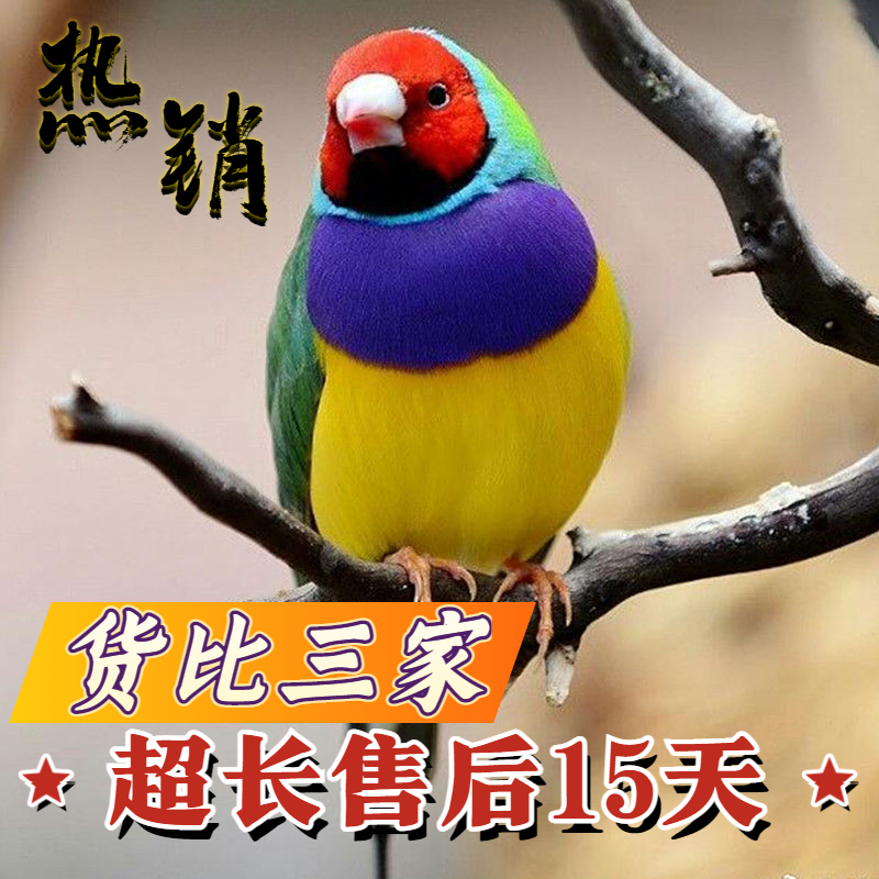 七彩鸟活鸟文雀鸟五彩鸟家养小鸟活物宠物鸟绿背紫胸白胸文鸟活体