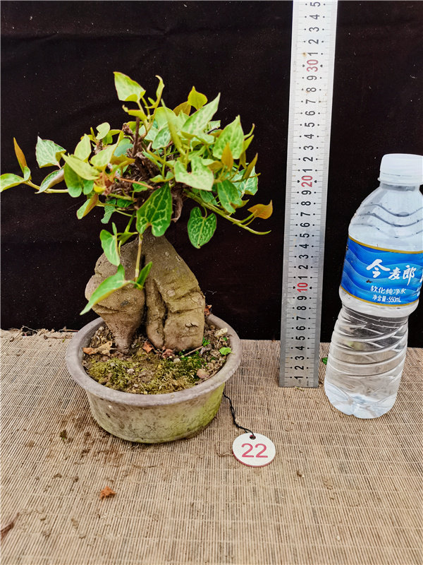 绿植盆景何首乌盆景何首乌盆栽