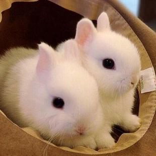 侏儒兔子活物宠物兔好养寝室小型道奇兔海棠茶杯迷你兔垂耳兔活体