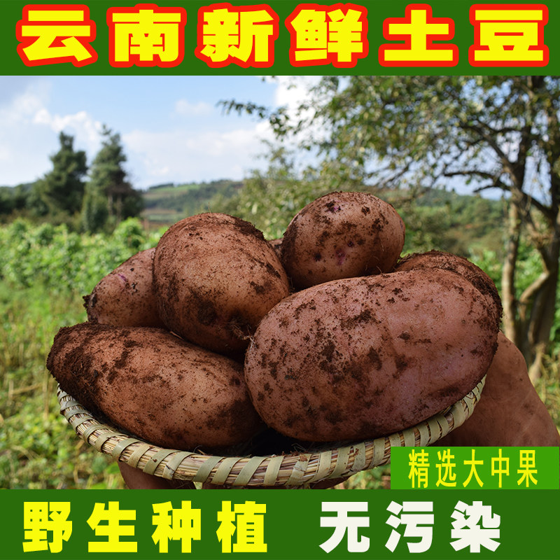 小土豆5斤新鲜自产云南农家自种2018新红皮黄心迷你洋芋大马铃薯