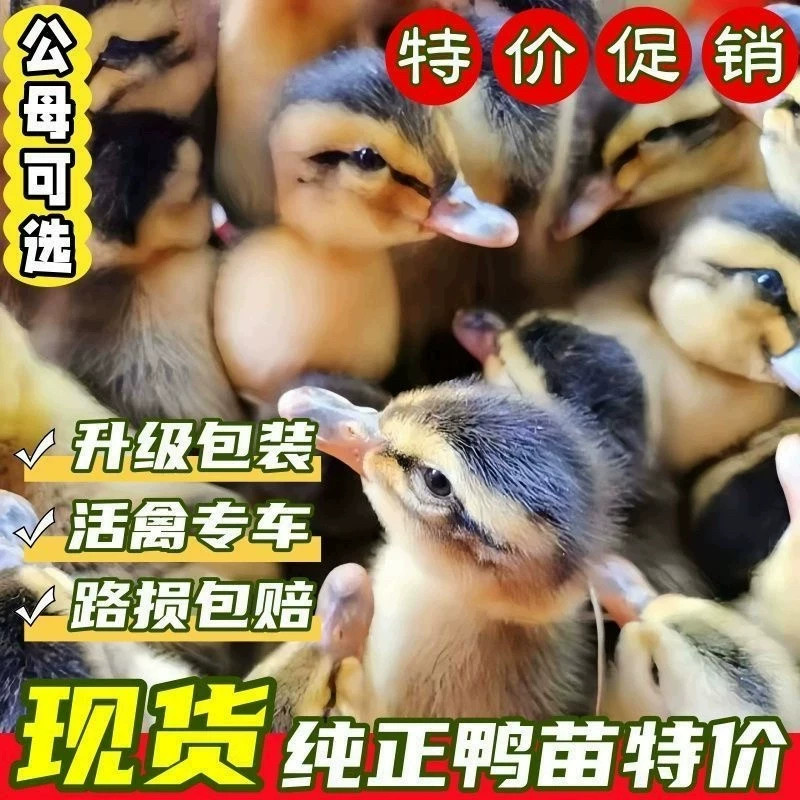 (30只装)麻鸭大种番鸭青头鸭水鸭旱鸭肉鸭土鸭【宠物鸭】