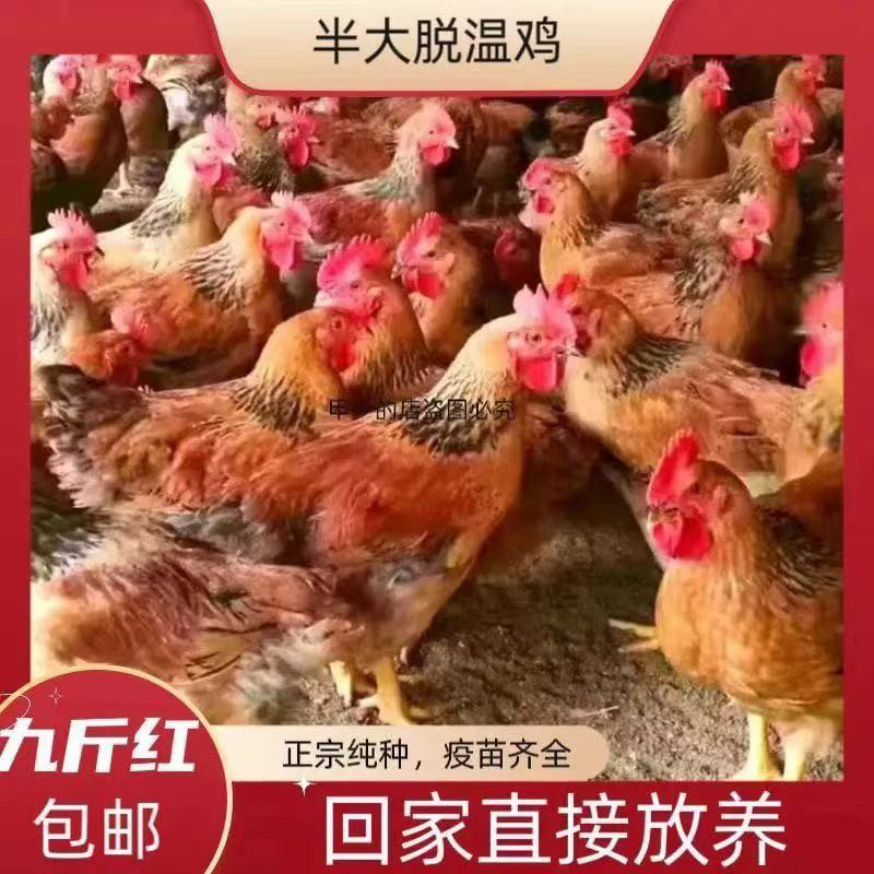 一斤散养黑凤鸡贵妃鸡珍珠鸡脱温绿壳蛋鸡仔散养土鸡五黑鸡宠物鸡