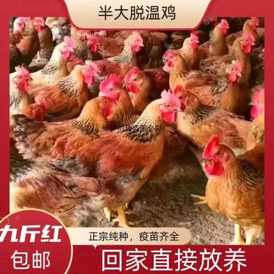 一斤散养黑凤鸡贵妃鸡珍珠鸡脱温绿壳蛋鸡仔散养土鸡五黑鸡宠物鸡