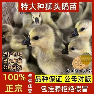 一斤脱温狮头鹅活苗正宗特大种狮子头鹅活苗潮汕汕头狮头鹅苗宠物