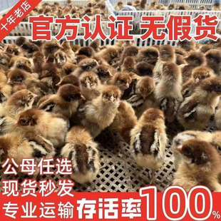 （15只装）正宗纯种麻鸡小鸡黄脚鸡五黑青脚麻羽鸡散养【宠物鸡】