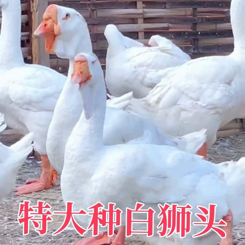 (6只装)正宗特大种白狮头鹅看家鹅特大观赏鹅农家散养【宠物鸭1