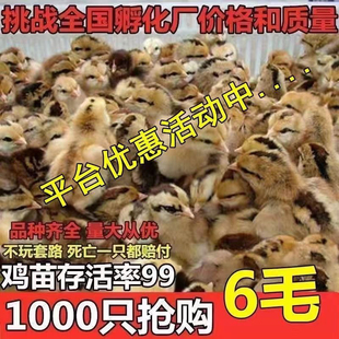 小鸡活苗散养土鸡苗五黑鸡高产海兰褐蛋鸡快大型九斤红肉鸡苗宠物