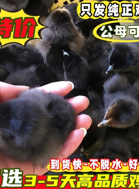 小鸡苗批发出壳五黑鸡青脚麻鸡土鸡三黄鸡九斤红快大肉鸡幼苗宠物