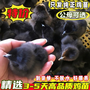 小鸡苗批发出壳五黑鸡青脚麻鸡土鸡三黄鸡九斤红快大肉鸡幼苗宠物