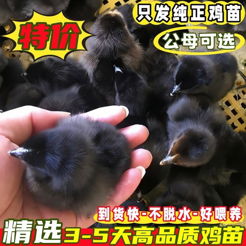 小鸡苗批发出壳五黑鸡青脚麻鸡土鸡三黄鸡九斤红快大肉鸡幼苗宠物