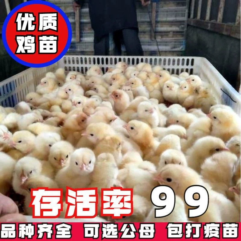 （50只装）正宗纯种麻鸡黄脚小鸡五黑青脚麻羽鸡散养【宠物鸡】6