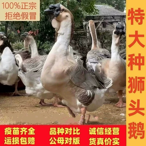 （5只装）正宗特大种狮头鹅看家鹅特大观赏鹅农家散养【宠物鸭10