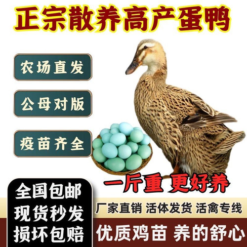 【正品】正宗大种麻鸭一斤发货青头鸭苗散养优质高产土鸭产宠物鸭