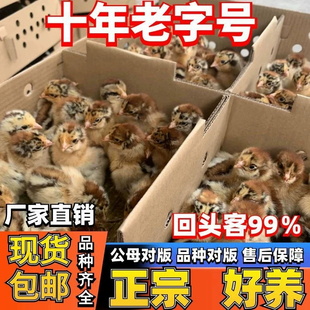 （30只装）正宗纯种麻鸡小鸡黄脚鸡五黑青脚麻羽鸡散养【宠物鸡】