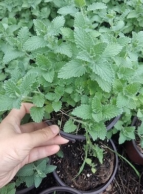 薄荷紫花香草盆栽带土卧室诱猫