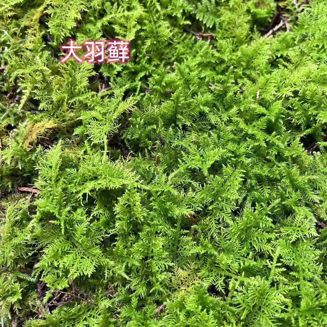 定制苔藓青苔大灰藓短绒藓绿植装饰盆景铺面微景观植物庭院草皮造