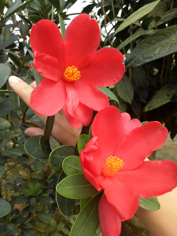 四季杜鹃红山茶四季茶花苗带花苞树苗盆栽庭院室内花卉植物包邮