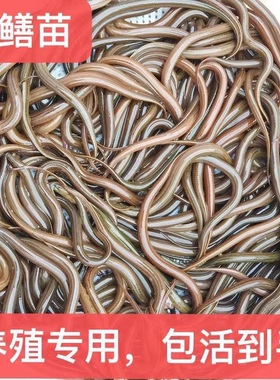 养殖黄鳝苗鳝鱼苗驯化养殖