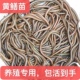 养殖黄鳝苗鳝鱼苗驯化养殖