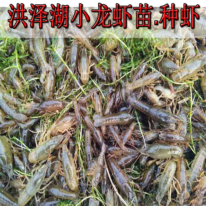 盱眙清水虾苗种虾淡水养殖活体龙虾苗活体种虾小苗抱卵虾 青虾苗