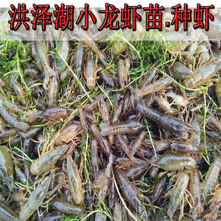 青虾苗 盱眙清水虾苗种虾淡水养殖活体龙虾苗活体种虾小苗抱卵虾