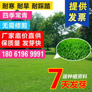 草坪种子草籽四季常青耐寒高羊茅绿化草皮黑麦草孑庭院护坡狗牙根