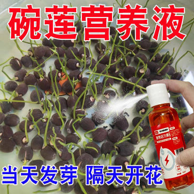 【爆芽】碗莲睡莲专用营养液促发芽开花延长花期防烂叶枯萎新型肥