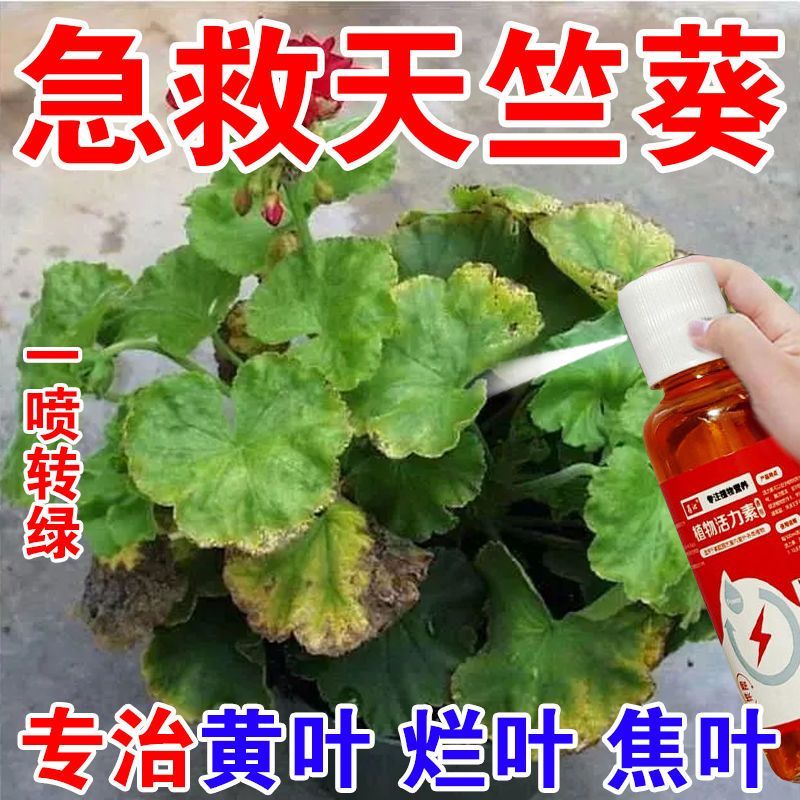 天竺葵专用营养液治黄叶枯萎烂根根腐促开花延花期增花色肥料