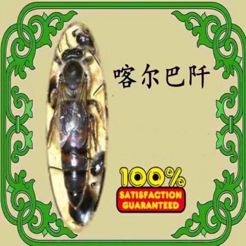 喀尔巴阡蜂王纯种活体包邮预定