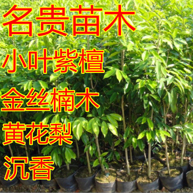 沉香苗海南黄花梨苗正宗金丝楠木树苗小叶紫檀苗金丝楠木名贵树苗