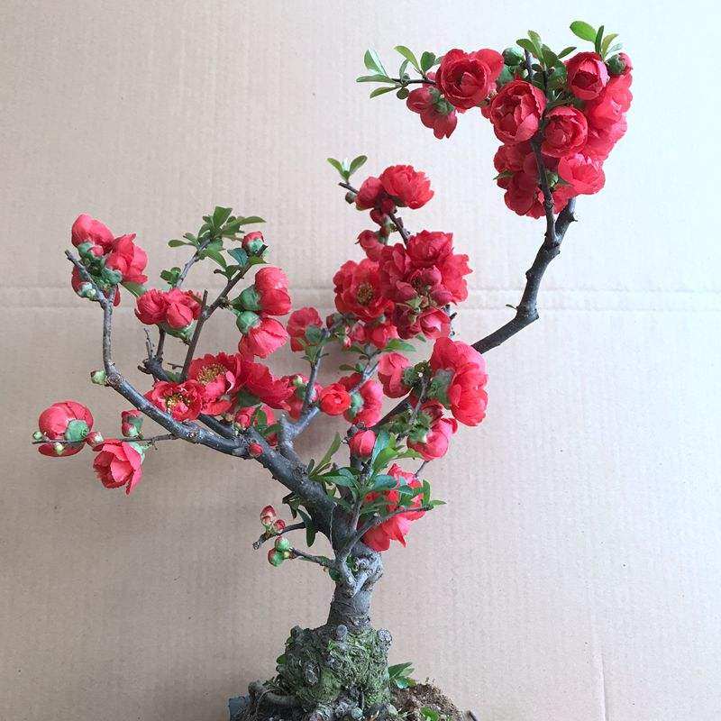 四季重瓣日本海棠花苗盆栽树盆景老桩花卉绿植物室内开花不断好养