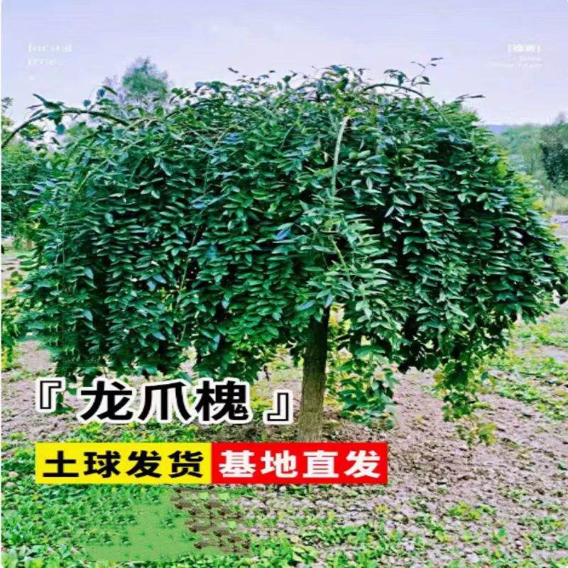 龙爪槐垂槐黄金槐国槐绿化树苗正宗嫁接适宜南北方庭院种植树苗木