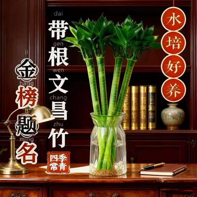 正宗文昌竹文昌筑学龙竹水培植物带根富贵竹学生诸学专用家庭植物