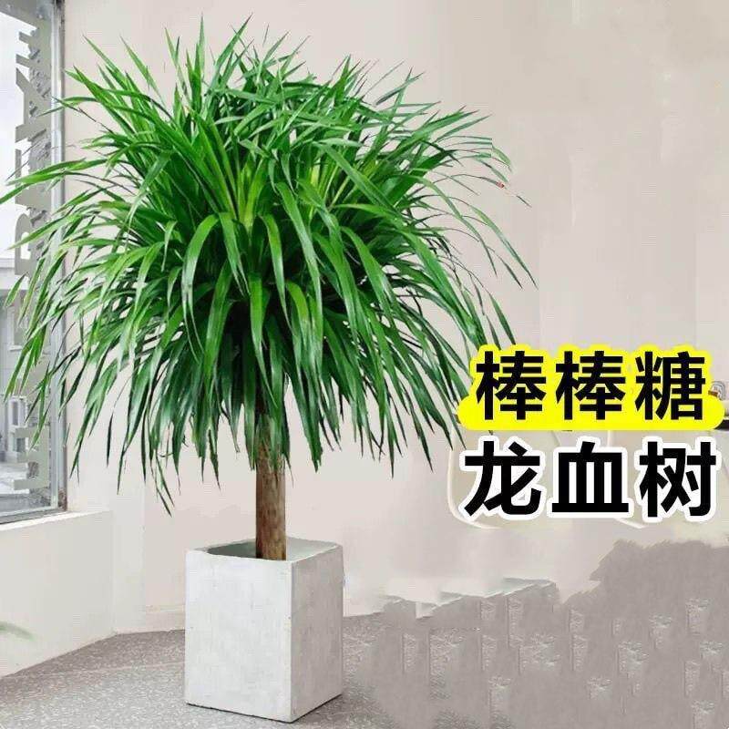 龙须树龙须铁龙血树多头花卉盆栽室内客厅大型绿植花卉美化空气